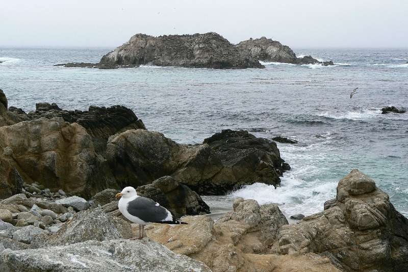 59 Costa sul Pacifico